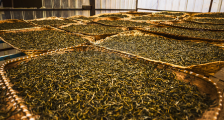 茶叶的生产工艺有几个步骤(制作茶叶的7道工序)