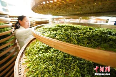 动辄数万甚至二十多万元一公斤 天价茶叶如何炒出来?